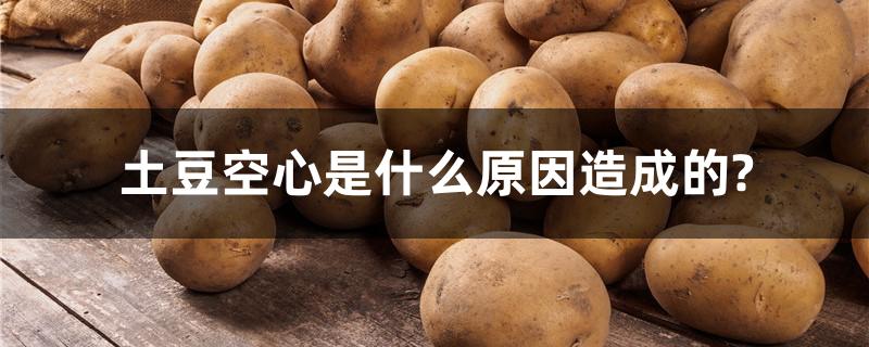 土豆空心是什么原因造成的?