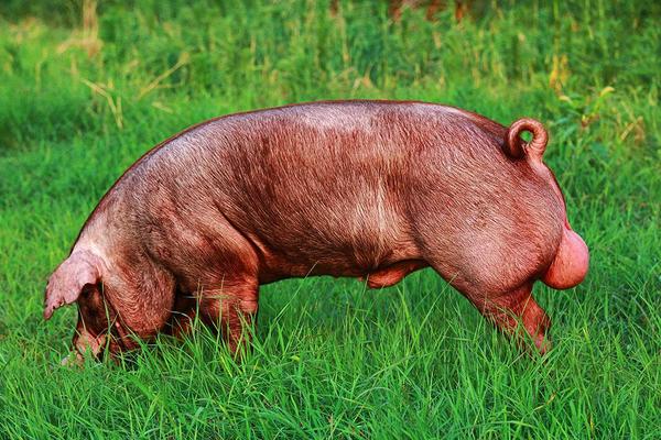 种猪是什么