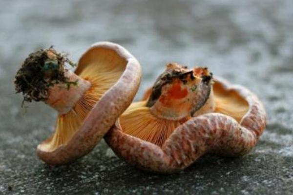 松乳菇怎么做好吃又简单 松乳菇有毒吗