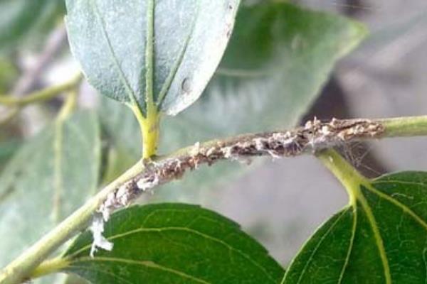 枣树上的虫子叫什么