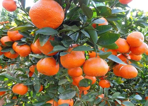 砂糖橘盆栽几年结果"