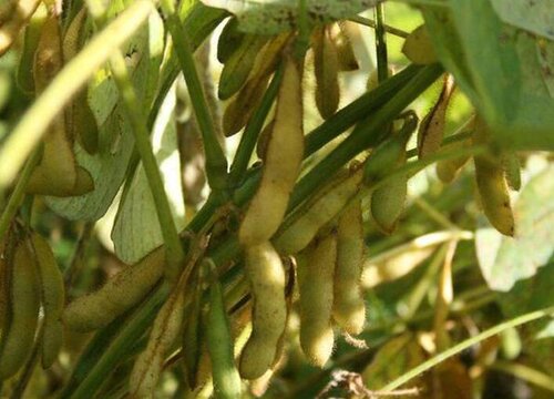 大豆是种子植物吗