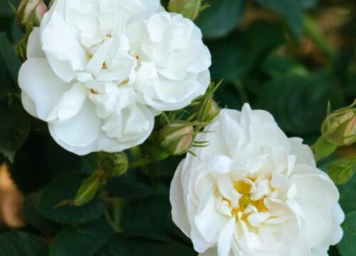 家里种白玫瑰风水好吗"