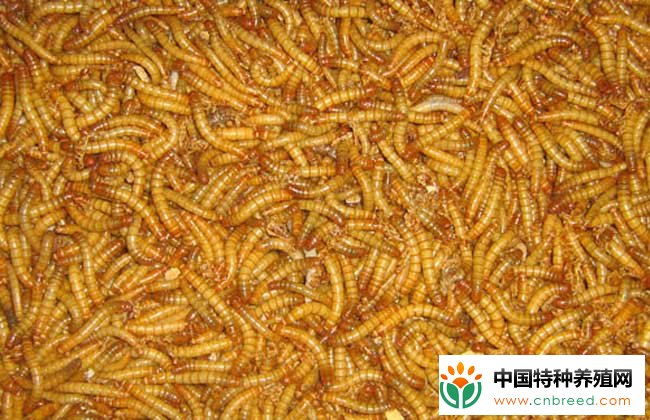 黄粉虫养殖之疾病的防治