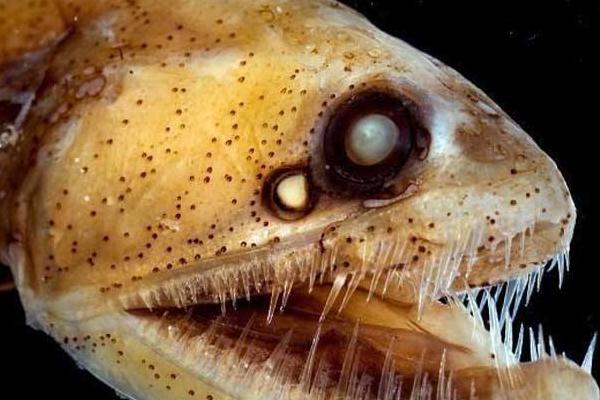 毒蛇鱼是什么鱼 毒蛇鱼有毒吗