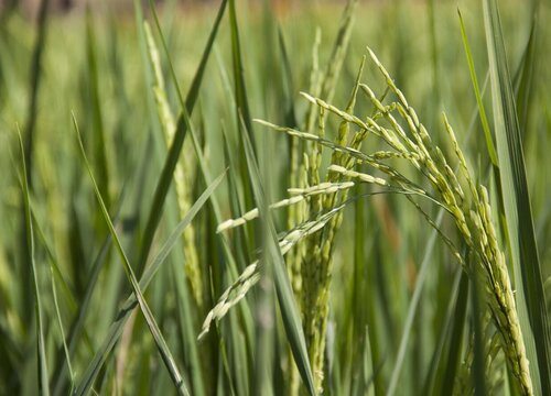 水稻生长条件和特性"
