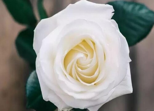 和白玫瑰很像的花"