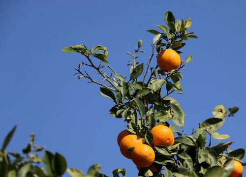 橘子采摘时间和收获季节"
