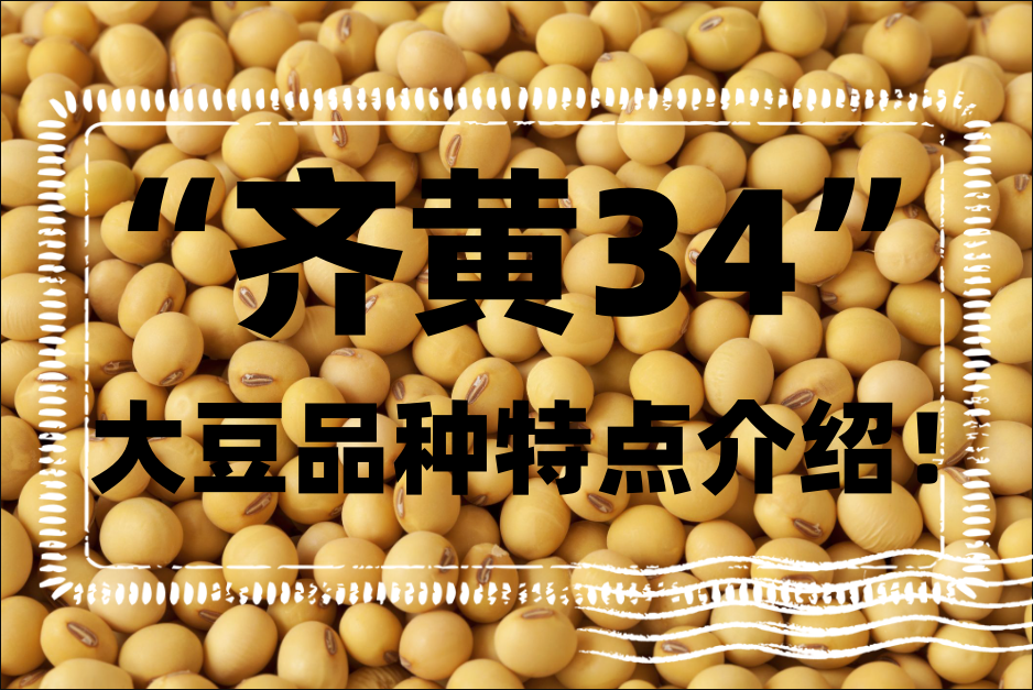 齐黄34品质怎么样？大豆品种“齐黄34”特点介绍！"