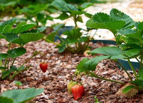 草莓的生长习性特点和生长环境条件"