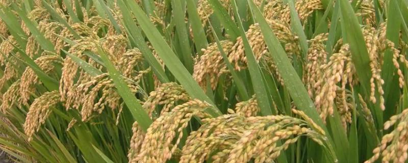 川康优6308水稻种简介，该组合属多穗长粒型品种