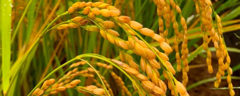 甜香优2369水稻品种简介，该品种基部叶叶鞘绿色