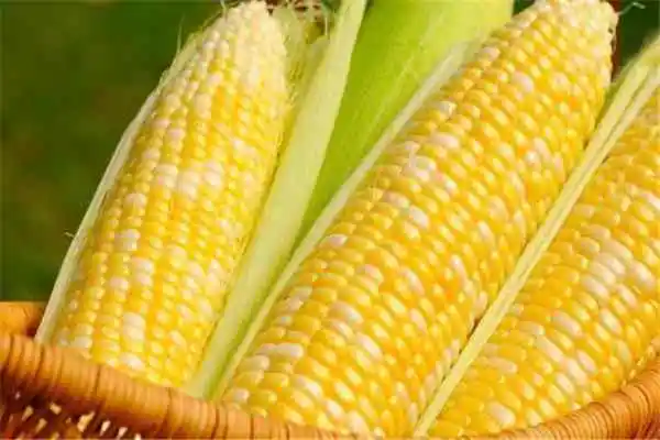 染色玉米怎么区分，从颜色、形状、外观等方面看