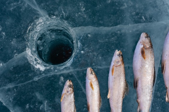 冰上打洞捕鱼需要注意什么？