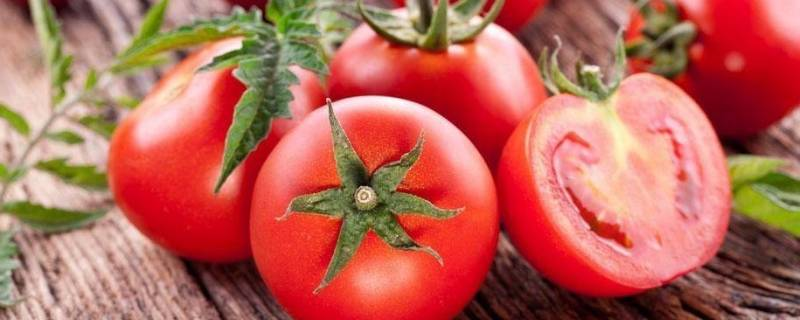 如何种植番茄长得更好，适量施肥非常重要